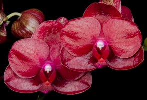 Phalaenopsis Haur Jih Fancy China Doll HCC 78 pts.